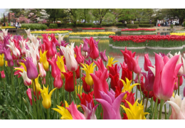 Công viên hoa tulip Tonami